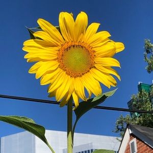 Meet your Posher, Charlotte